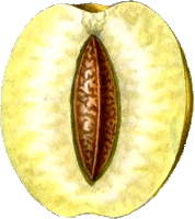 Golden esperen plum 2