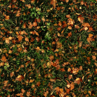 Autumn grass
