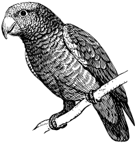 Parrot (#1)