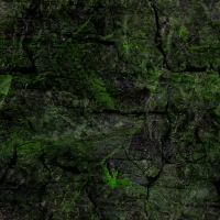 Algae-covered rock face