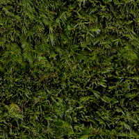 Evergreen leaves
