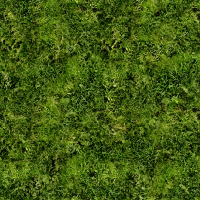 Grass 3