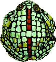 Frog 6