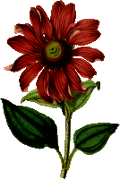 Purple coneflower