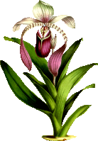 Paphiopedilum Lowii