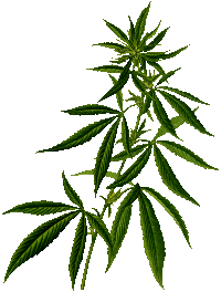 Cannabis 2