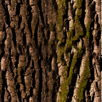 Bark 2 seamless texture