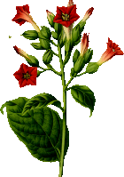 Tobacco plant