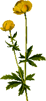 Globeflower