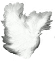 Dove Fantasy White Shadows