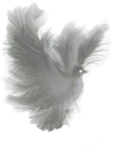 Dove Fantasy White Translucent