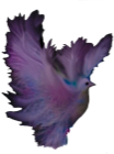 Dove Fantasy Multicolor Dreams