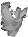 Dove Fantasy Artiste Flight