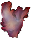 Dove Fantasy Flame Red Flight