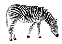 zebra