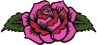 Pink rose