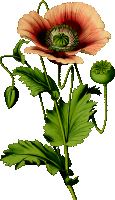 Opium poppy 4