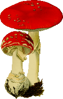 Fly agaric