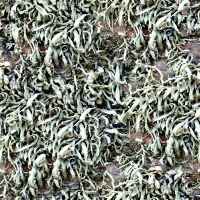 Ground vegetation