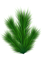 Pine branch
