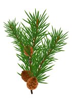 PIne branch #2