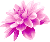 Pink flower