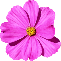 Flower 83