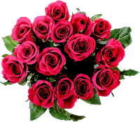 Roses 6