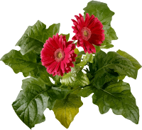 Flowers 13