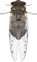 Cicada