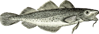 Cod
