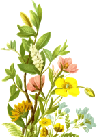 Flowers 14