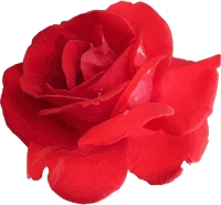 Rose 12
