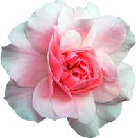 Rose 11