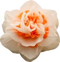 Rose 13
