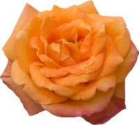 Rose 14