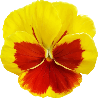 Pansy 2