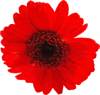 Flower 91