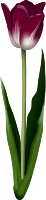 Tulip 4