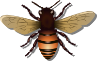 Bee
