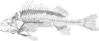 Dead Fish 001