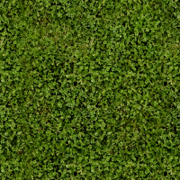 Clover