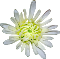 Flower 94