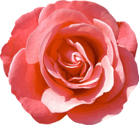 Rose 16