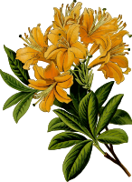 Rhododendron