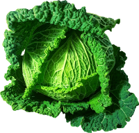 Cabbage