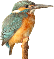 Kingfisher Bird