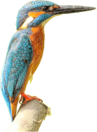 Kingfisher