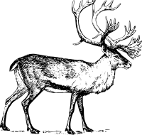 caribou