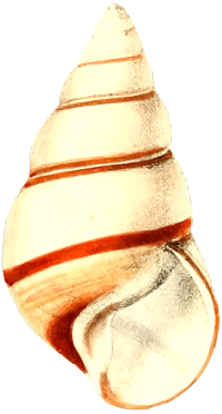 Sea shell 28
